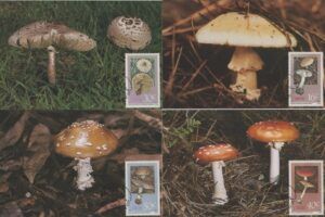 Ciskei (1988) 4 Maxicards / Mushrooms