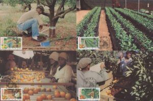 Ciskei (1988) 4 Maxicards / Citrus Fruits
