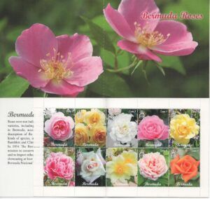 Bermuda (2015) Booklet / Roses