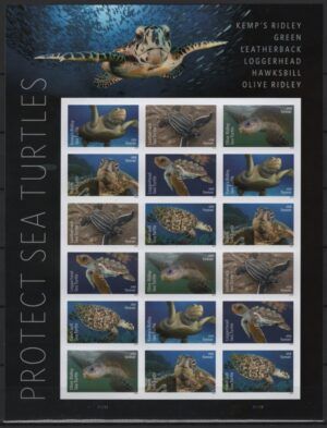 USA (2024) MS / Turtles
